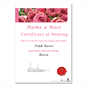 Rose Certificate